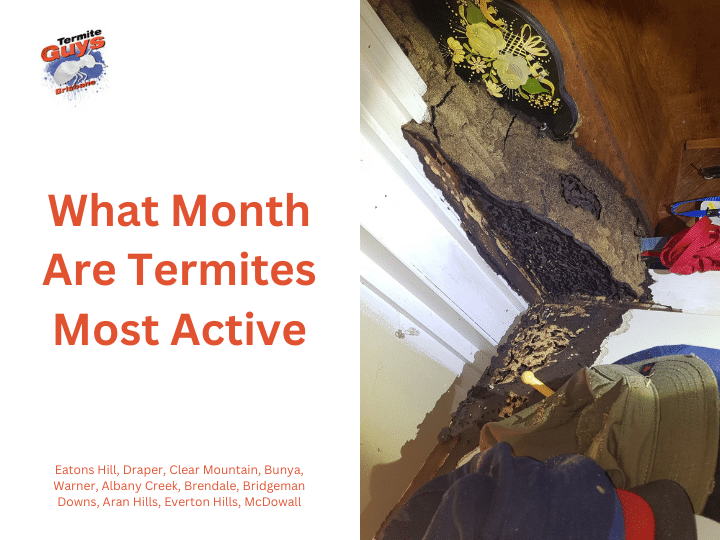 Brisbane termite activity peaks during warm, humid months – protect your home year-round with expert inspections