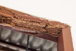 Wood beam totally damaged by termite