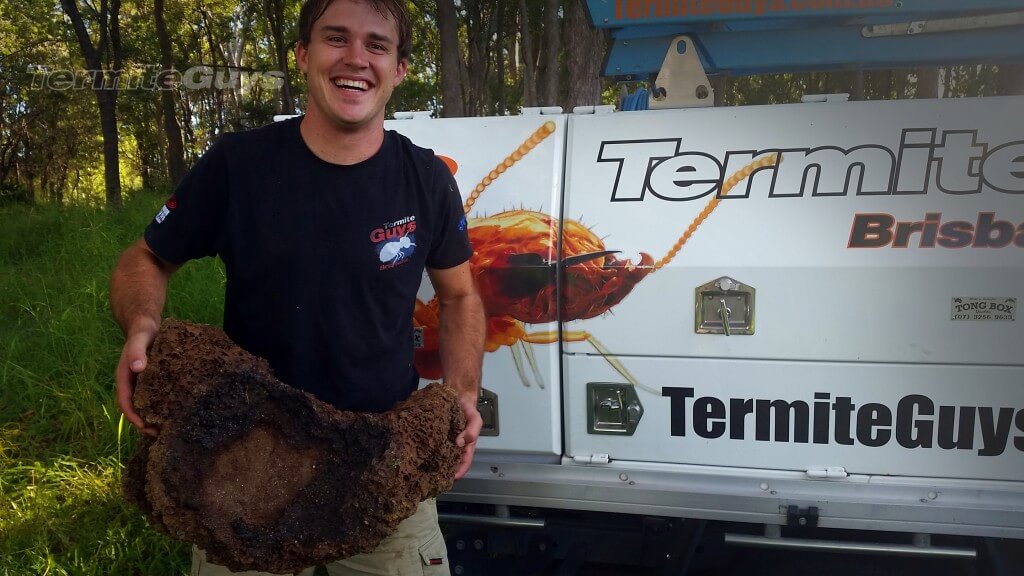 Another Nest removed by the Termite Guys!
