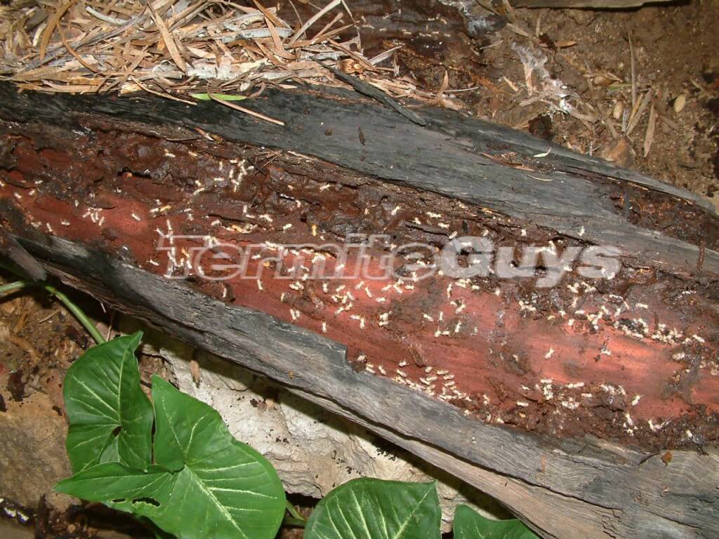 A combination of mulch a rotting log and moisture. 