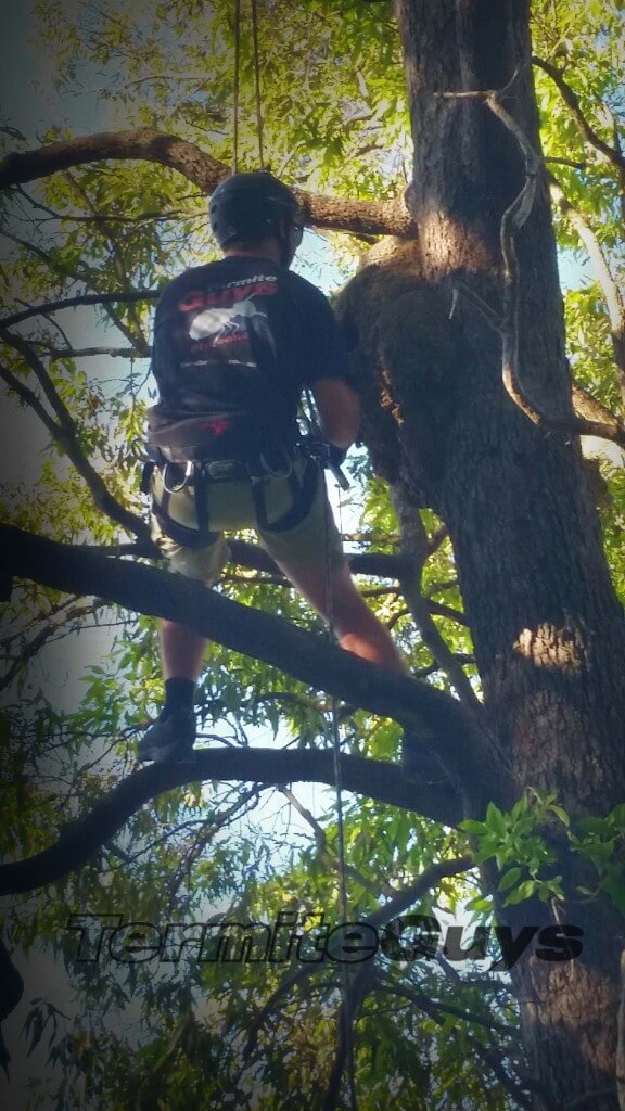 Termite Guys are nearly the only firm in Brisbane who tree climb. 