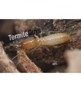 Termite