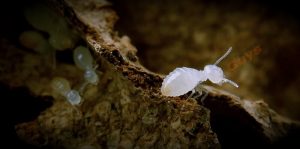 Termite Guys Brisbane -Termite-Photo-nymph__800x397