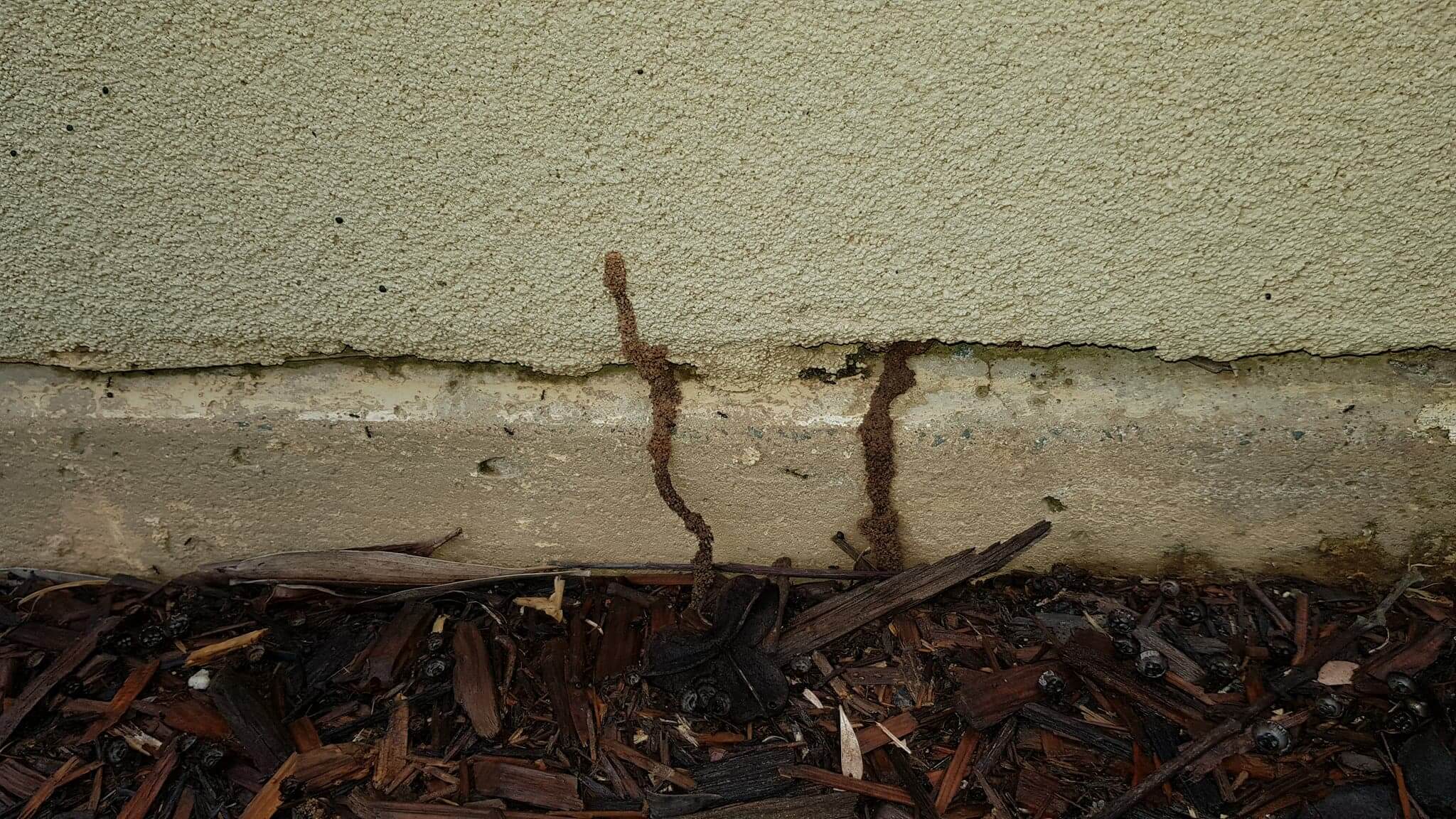 Termites in Forest Lake
