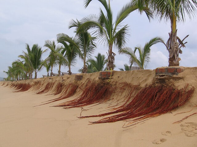 Usually concealed under your house or driveway the root system of a palm can become a termite highway. 