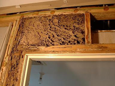 NEST