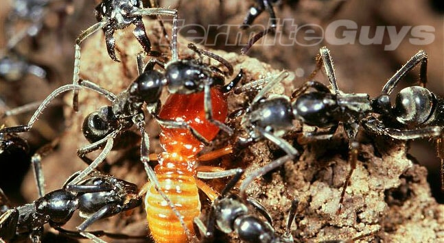 Black ants making lunch of a protein filled Termite