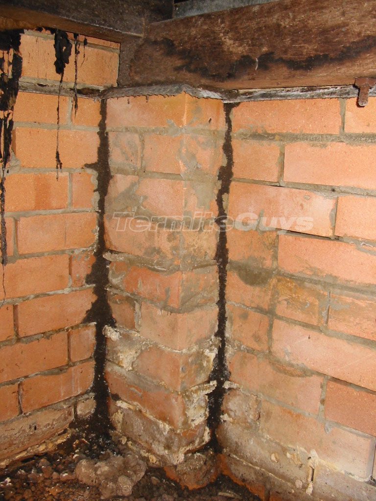 Check for termites in mud leads