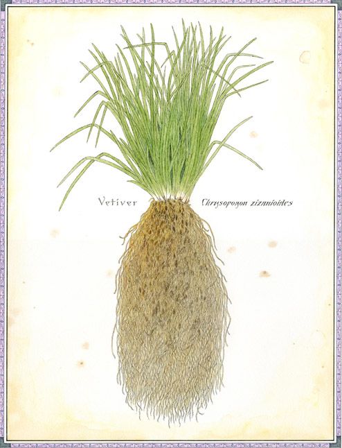 Plants that deter termites - Vetiver grass