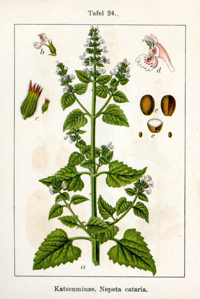 Plants that deter termites - Catnip