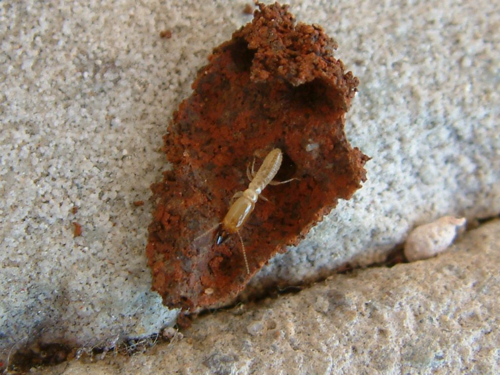 Heterotermes Termite Species Soldier