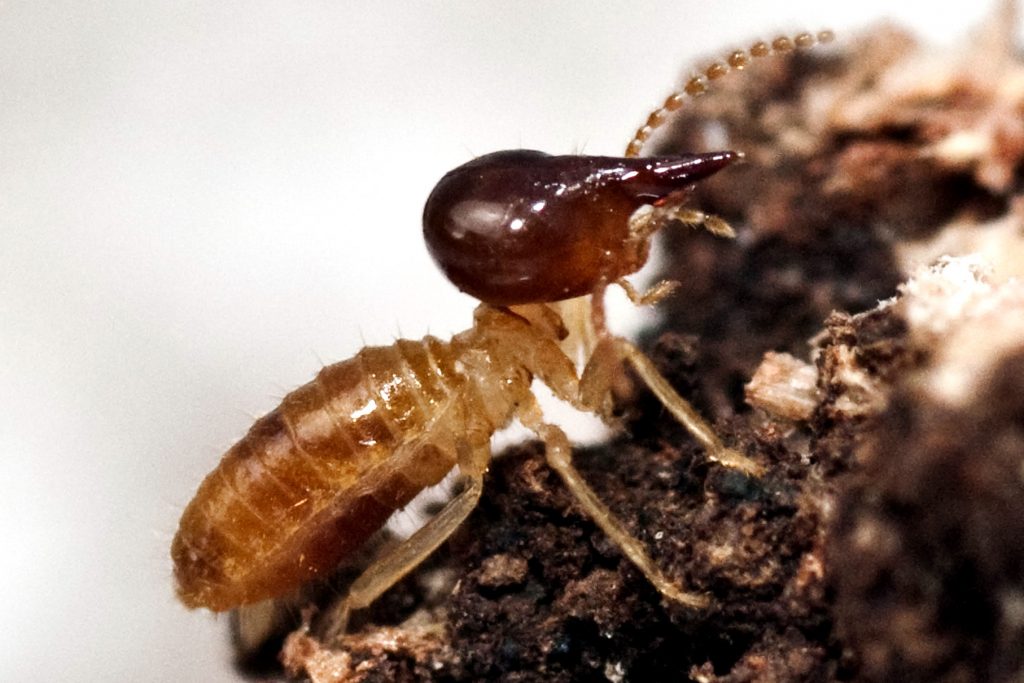 Nasutitermes Termite Species Soldier