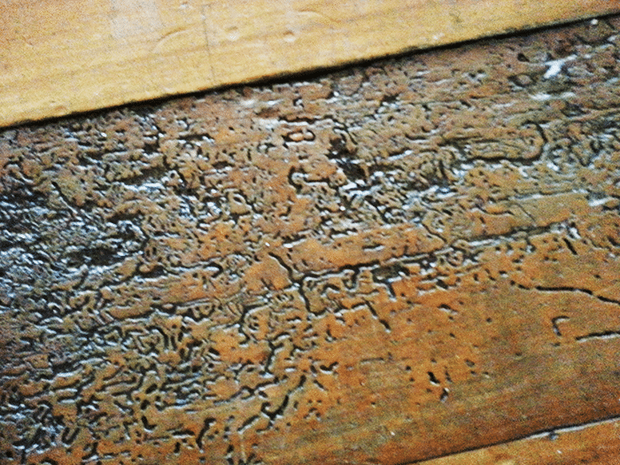 Traces of Queensland Pine Beetle in Hoop Pine