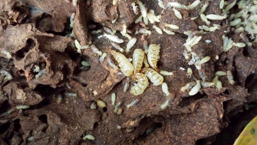 This is not a all female termite colony, but five termite Queens for representation.