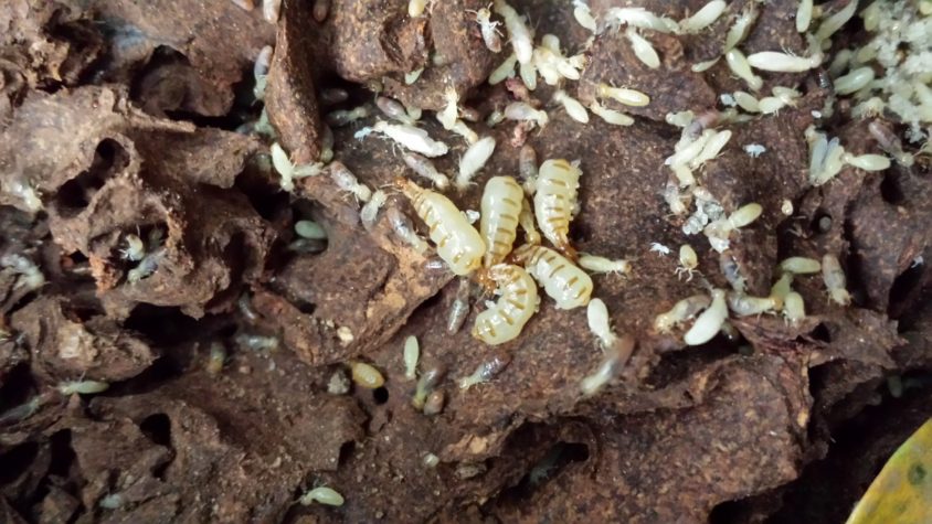 Female Termite Colonies - Silently Smashing the Patriarchy?