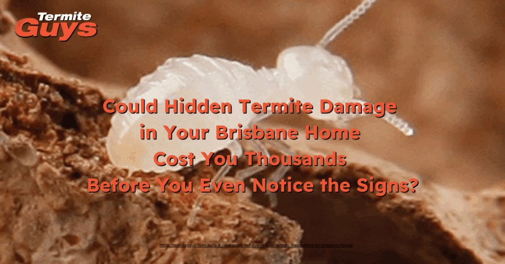 Termite damage hidden inside Brisbane house wall behind paint – potential structural damage before visible signs appear