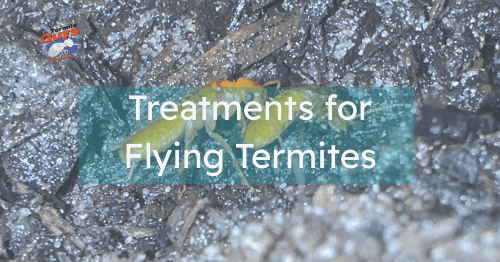Flying termites swarming near a wooden deck during dusk, indicating a possible infestation requiring immediate termite treatment in Brisbane.