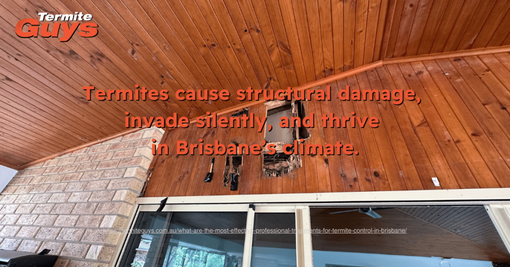 Termites causing structural damage by invading homes silently in Brisbane’s warm climate.