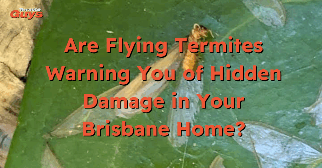 Flying termites near window frame indicating potential hidden termite nest and structural damage in Brisbane home.