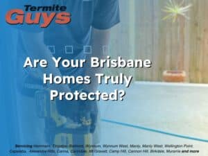 Termite inspector examining timber beams in a Brisbane home to check for hidden termite damage.