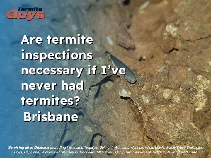 Technician conducting a termite inspection around a Brisbane home.