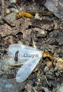 Brisbane termite swarm activity near a home, highlighting the risk of termite infestations after recent storms.