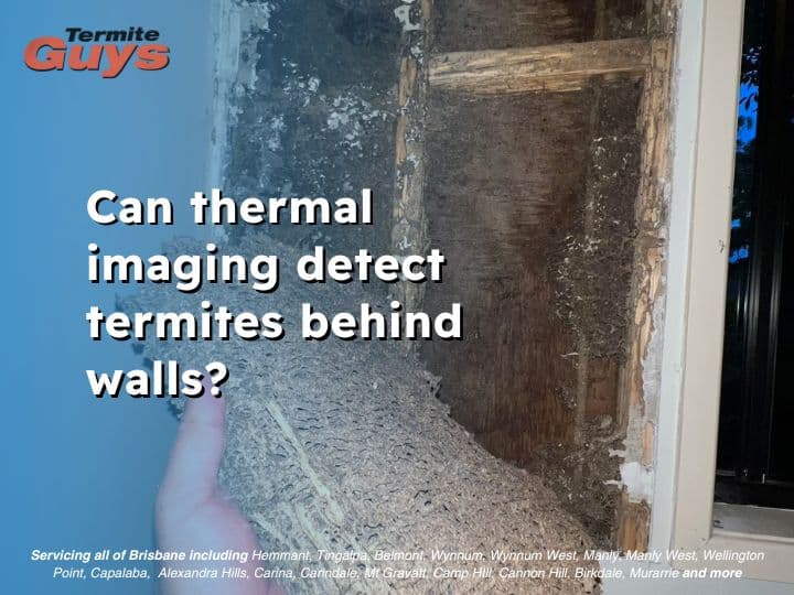 Thermal imaging device detecting termite activity behind a wall in a Brisbane home