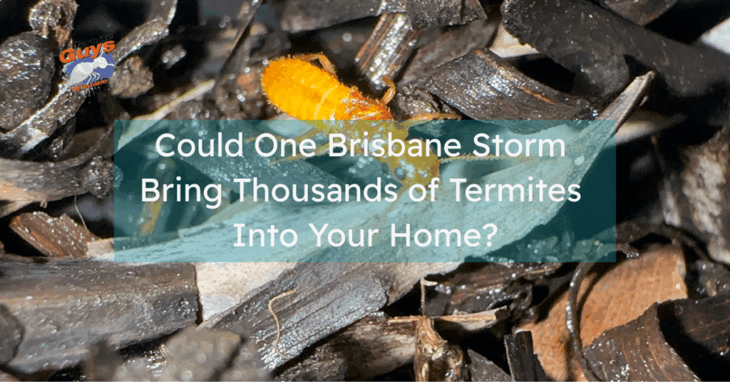 Aerial view of a Brisbane home surrounded by trees during a thunderstorm, with a translucent swarm of termites overlayed to illustrate infestation risk.