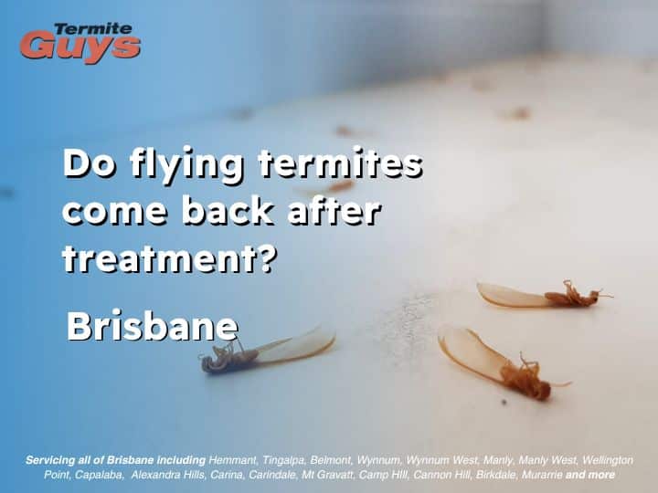 Flying termites reappearing near a treated home in Brisbane