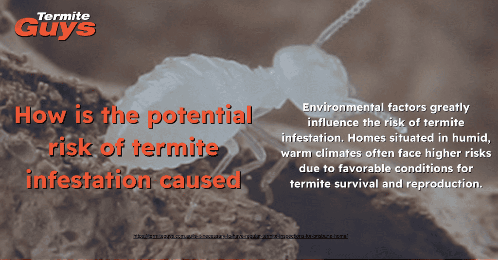 Potential risk of termite infestation is caused by factors such as Brisbane's warm, humid climate, wooden structures in contact with soil, moisture issues, and poor ventilation. These conditions create an ideal environment for termites to thrive and access food sources, leading to increased chances of infestations in homes.