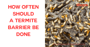 Termite barriers should be checked and possibly reapplied every 5 to 8 years, depending on the product type and local termite activity levels, to ensure ongoing protection.