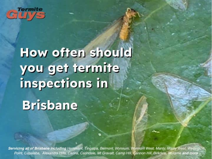 Termite inspector in Brisbane checking foundation for early signs of termite damage