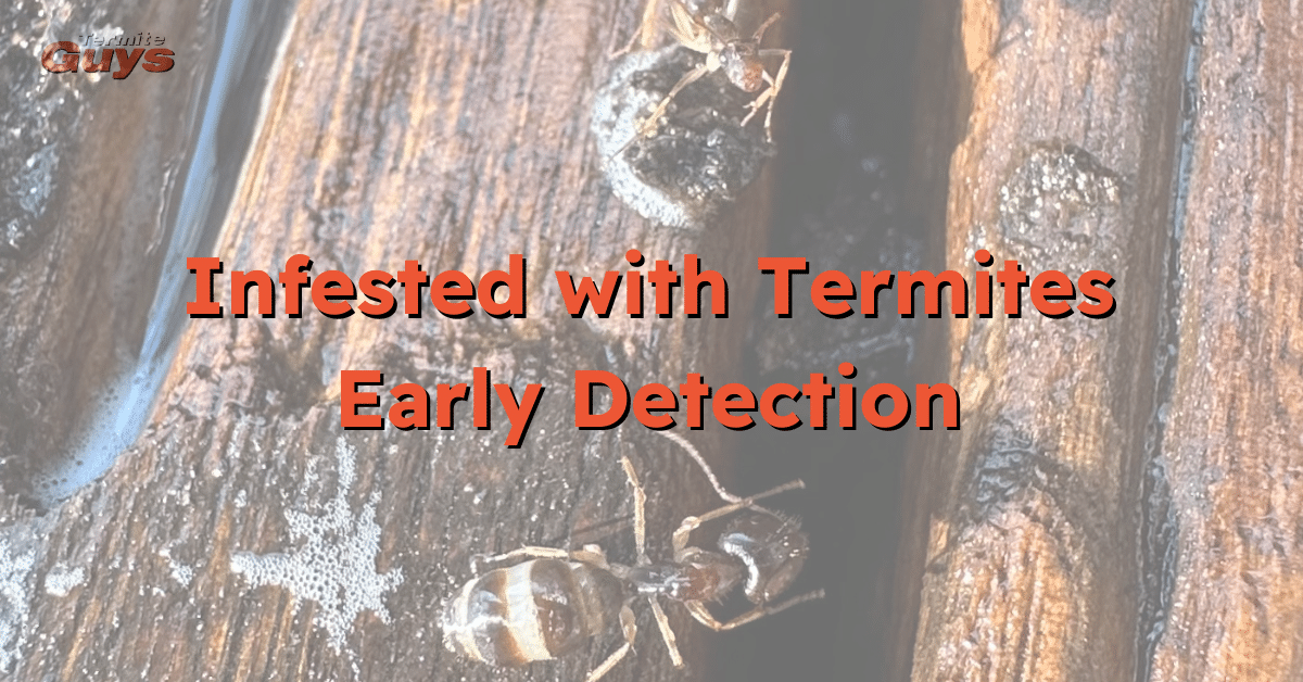 Termite infestation signs on wooden beam with pest control treatment in progress