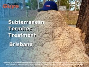 Subterranean termites treatment being applied to a house foundation to prevent termite damage