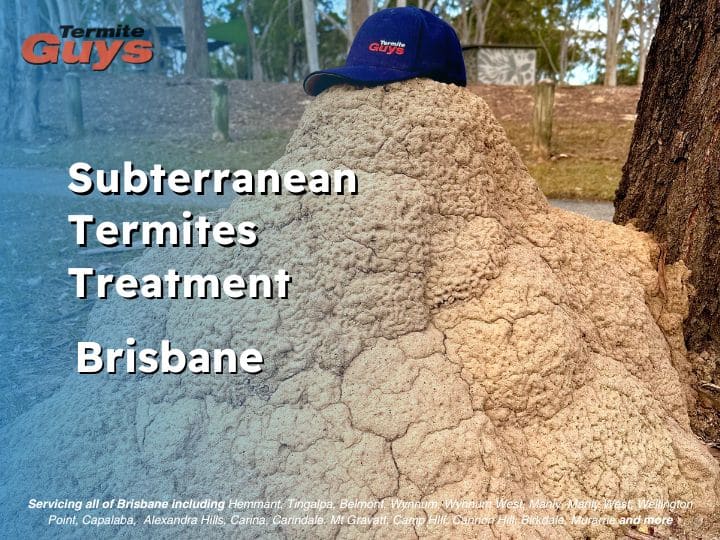 Subterranean termites treatment being applied to a house foundation to prevent termite damage