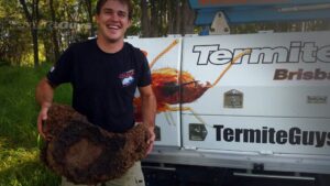 Termite Guys Brisbane - Removing Nasutitermes nest