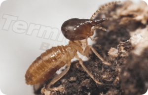 Termite Guys Brisbane -grey termite termiteguys gallery