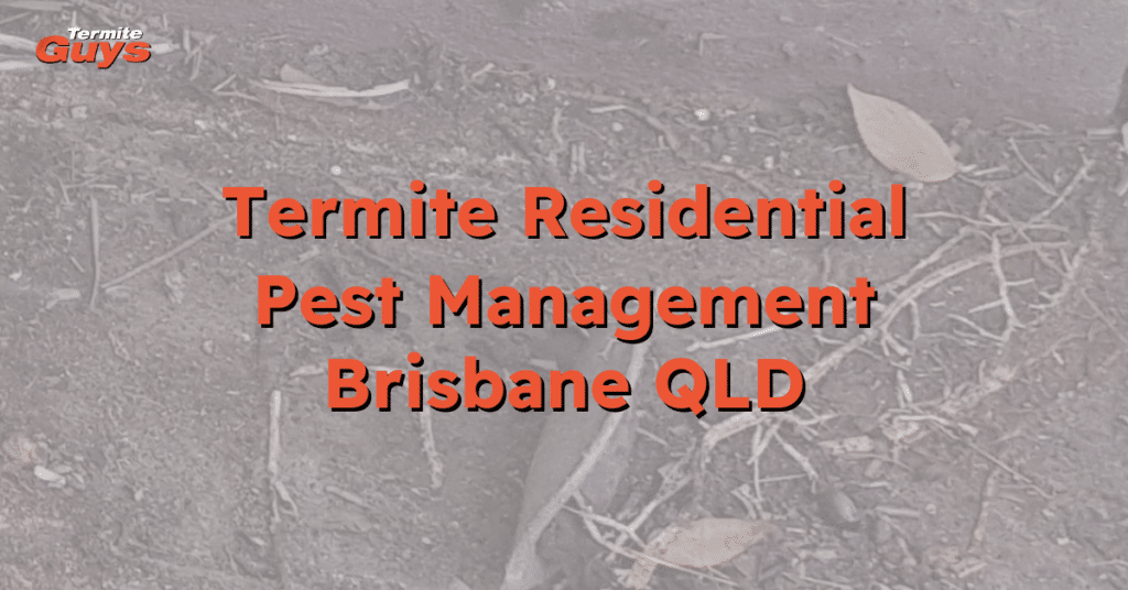 termite pest control treatment at a residential home in Brisbane