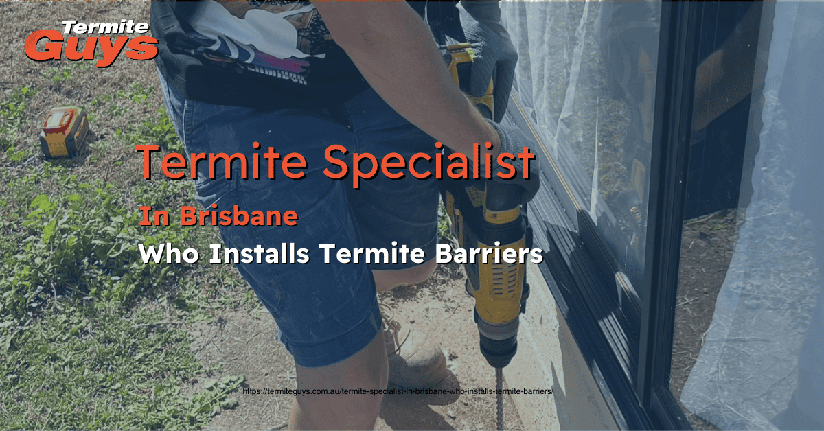 Termite inspector installing termite barriers around a home in Brisbane