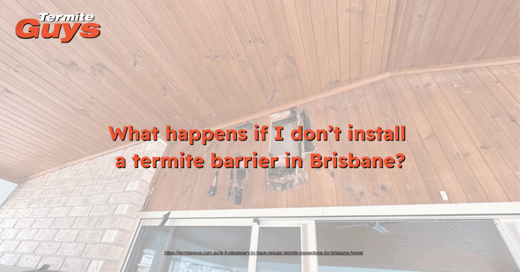Unprotected timber home in Brisbane showing severe termite damage in walls and ceilings.