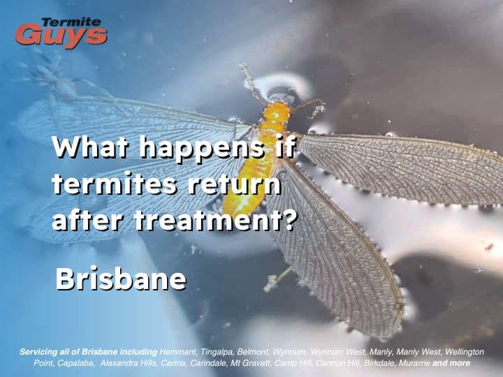 Termite damage returning to a treated home - what you need to know
