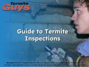 Termite inspector examining timber structure for hidden damage during a routine property inspection in Brisbane