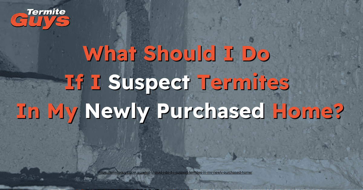Best advise when it comes to dealing with termites in your new property