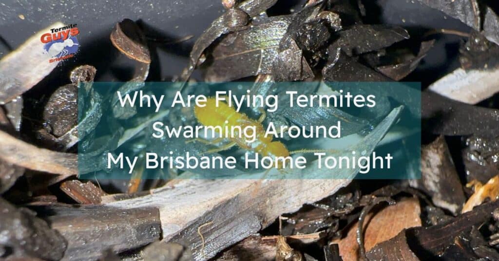 Flying termites swarming near a Brisbane home under outdoor lights at night.