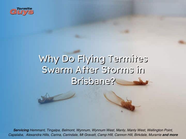 Flying termites swarming near a light after a Brisbane storm.