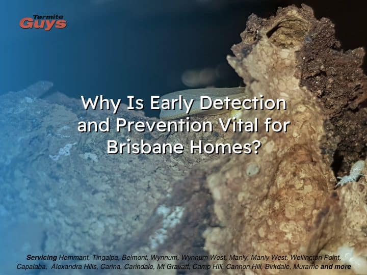 Why Is Early Detection and Prevention Vital for Brisbane Homes?