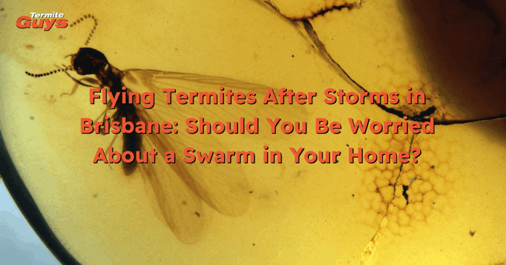 Flying termites swarming near a Brisbane home after a heavy storm.
