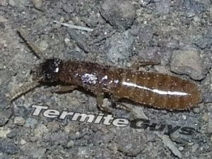 Flying termite infestation in Brisbane home, termites swarming near a window.