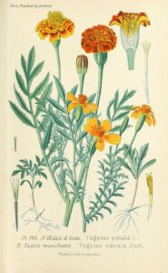 Plants that deter termites - Marigold