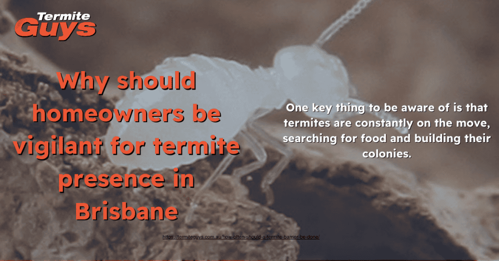 In Brisbane's humid climate, termites thrive and can quickly damage wooden structures, making regular inspections crucial for homeowners to protect their properties and avoid costly repairs.